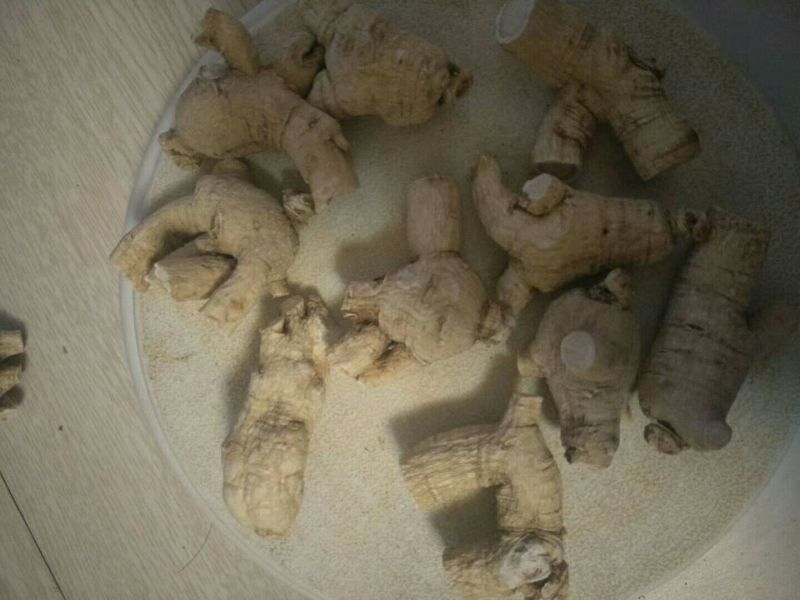 西洋参粒头