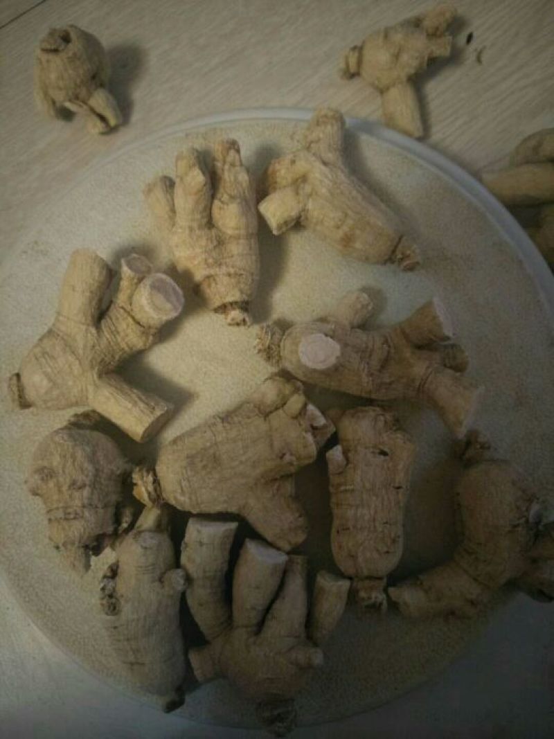 西洋参粒头
