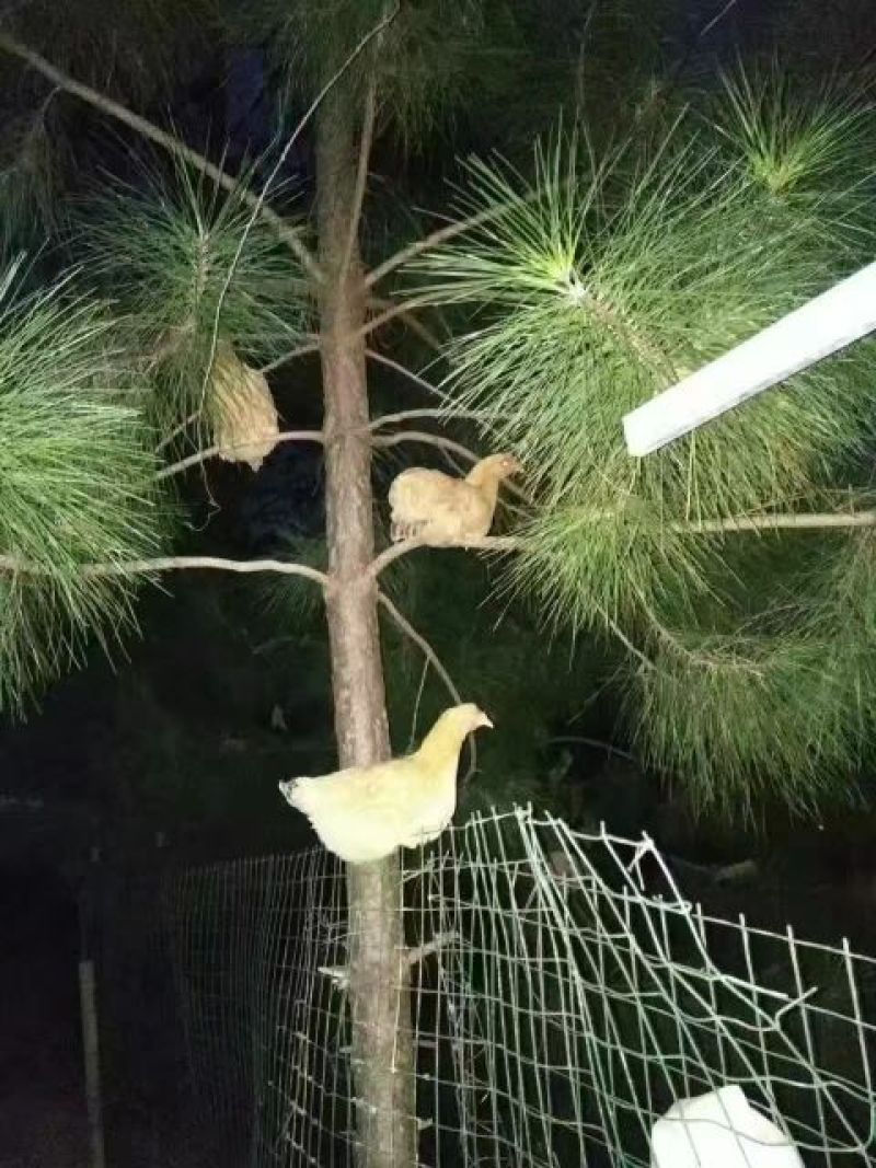 纯散养土鸡蛋420枚装