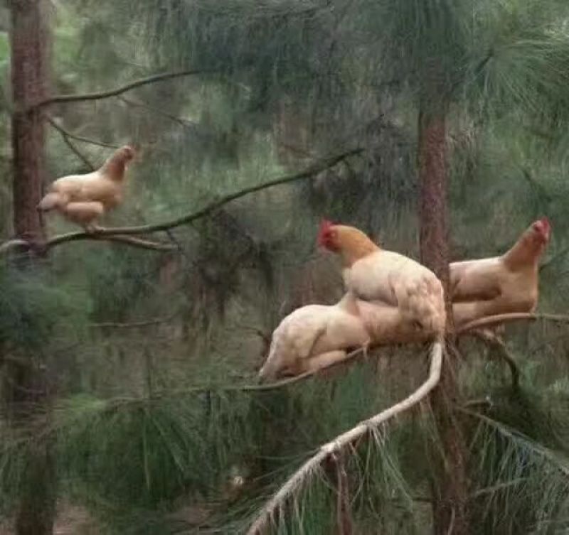 纯散养土鸡蛋420枚装