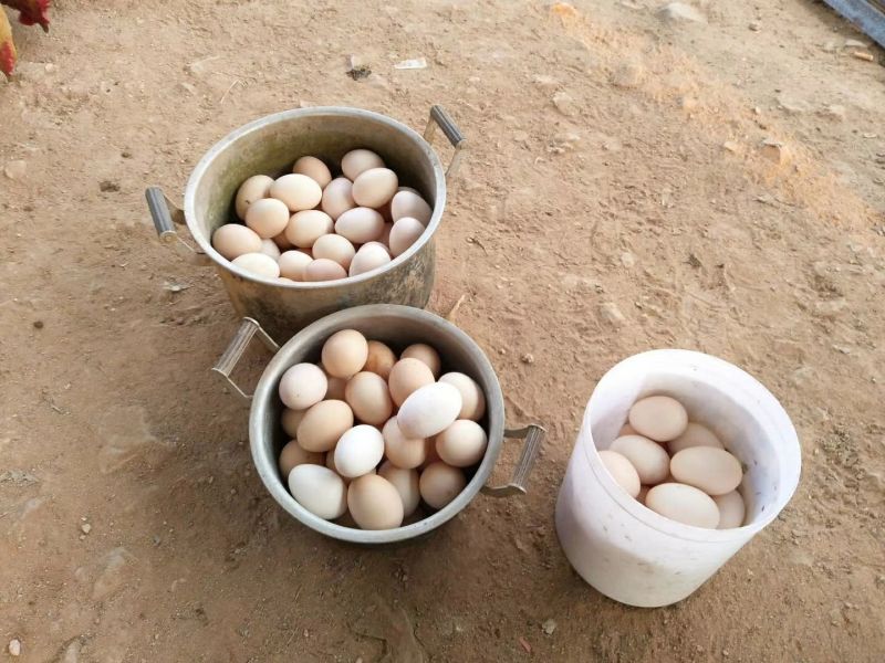 纯散养土鸡蛋420枚装