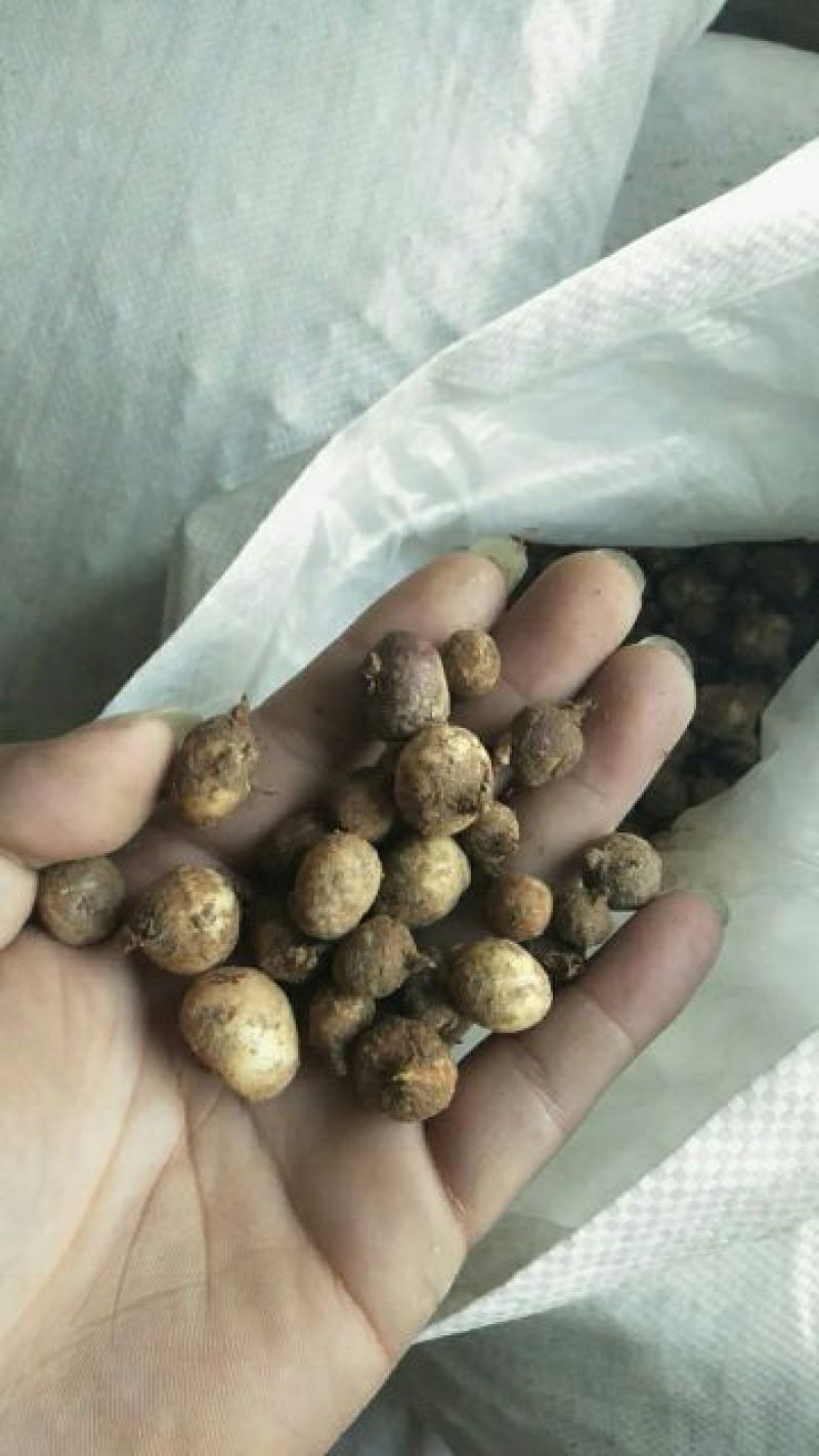 【半夏】优质旱半夏种子小叶型麻芋子提供种植技术指导