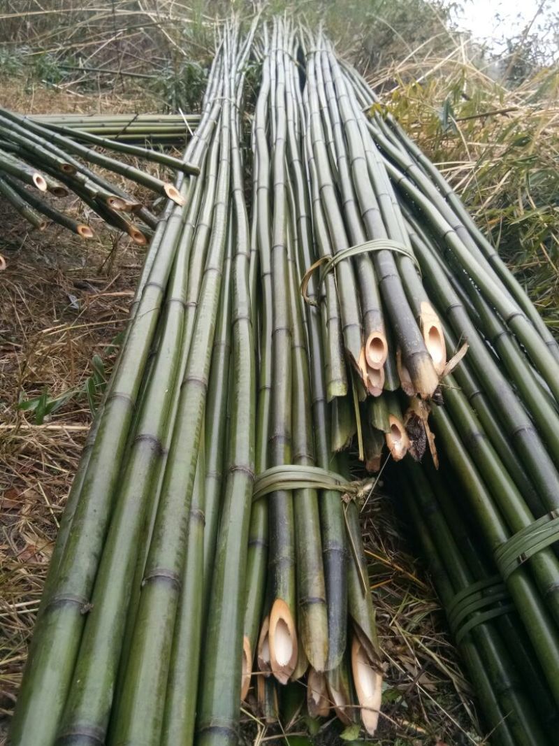 四川广安基地直供精品竹子大棚用竹菜架竹蔬菜专用，欢迎采购