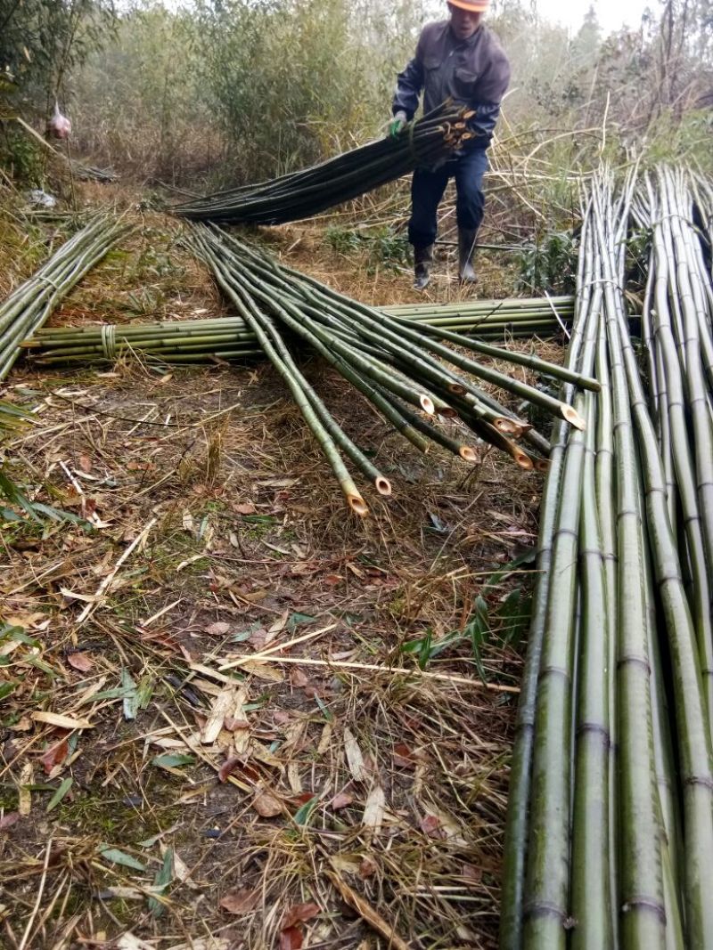 四川广安基地直供精品竹子大棚用竹菜架竹蔬菜专用，欢迎采购