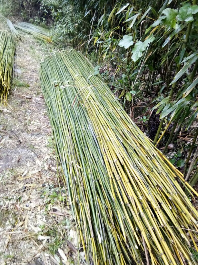 四川广安基地直供精品竹子大棚用竹菜架竹蔬菜专用，欢迎采购