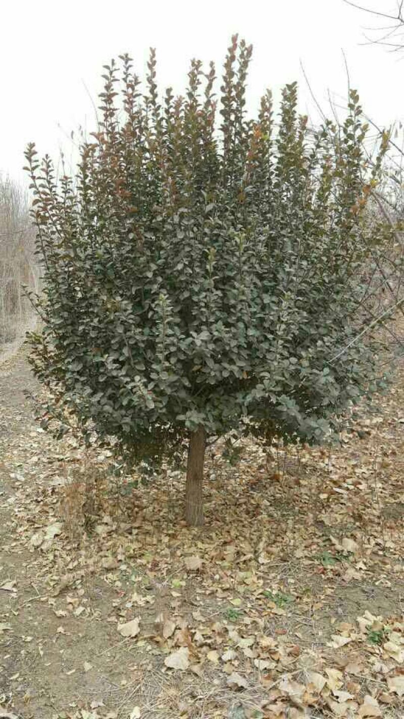 卫矛2cm以下6~8cm0.5~1米