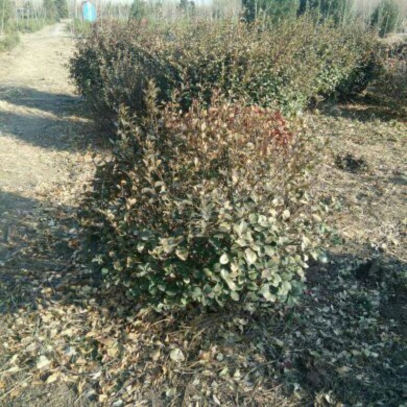 卫矛2cm以下6~8cm0.5~1米
