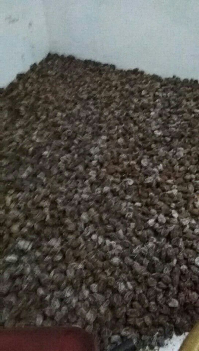 柿饼1两以下