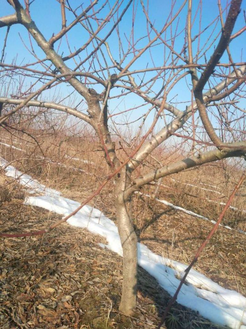 桃树2cm以下1.5~2米