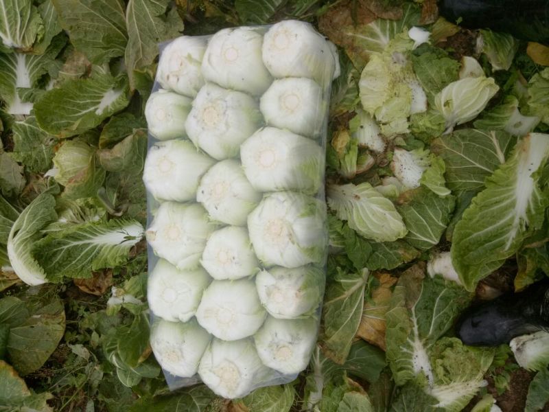 湖南万亩黄心大白菜全国接单3一5斤净菜。