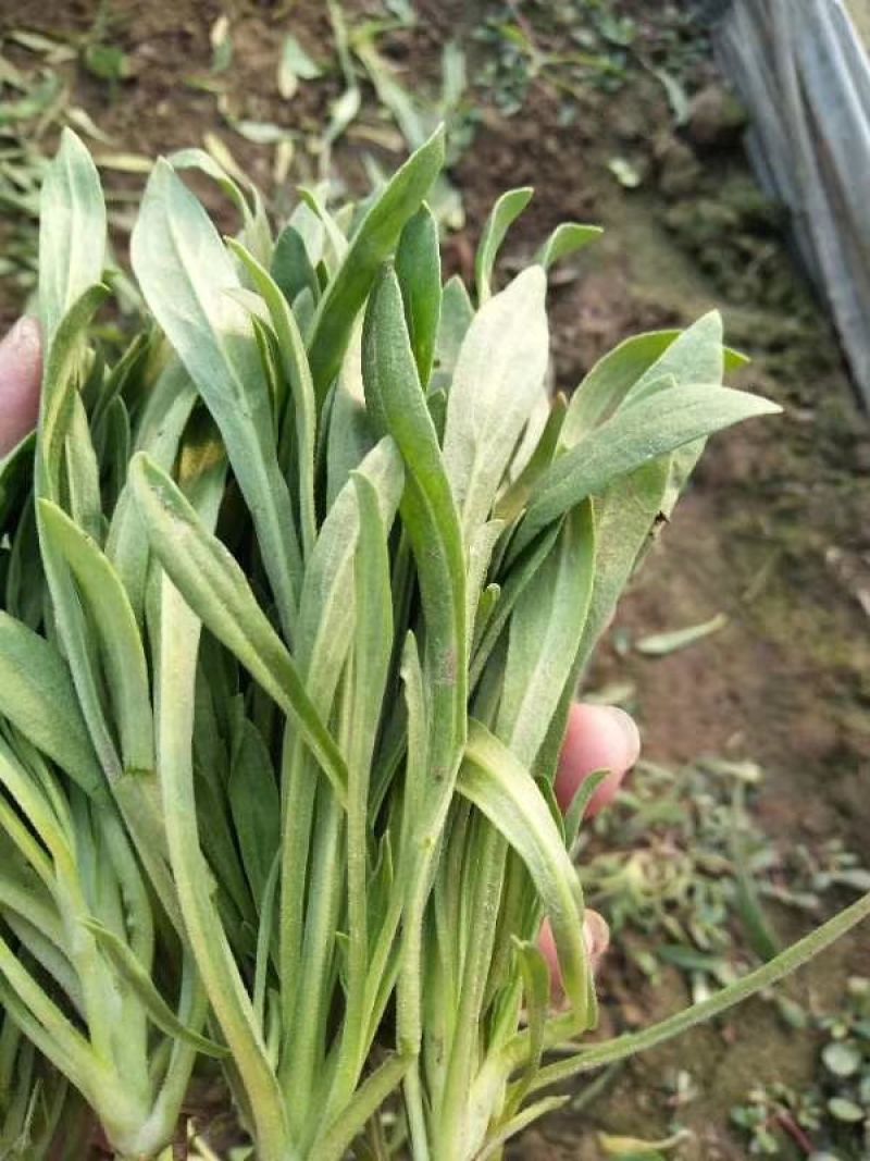 面条菜精品礼盒装面条菜