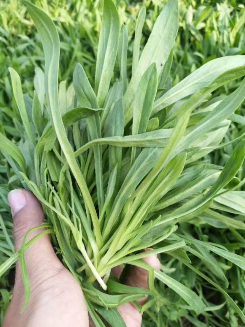 面条菜精品礼盒装面条菜