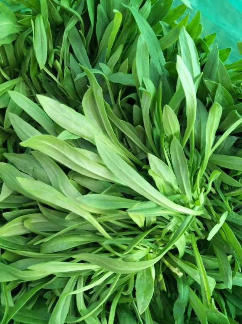 面条菜精品礼盒装面条菜