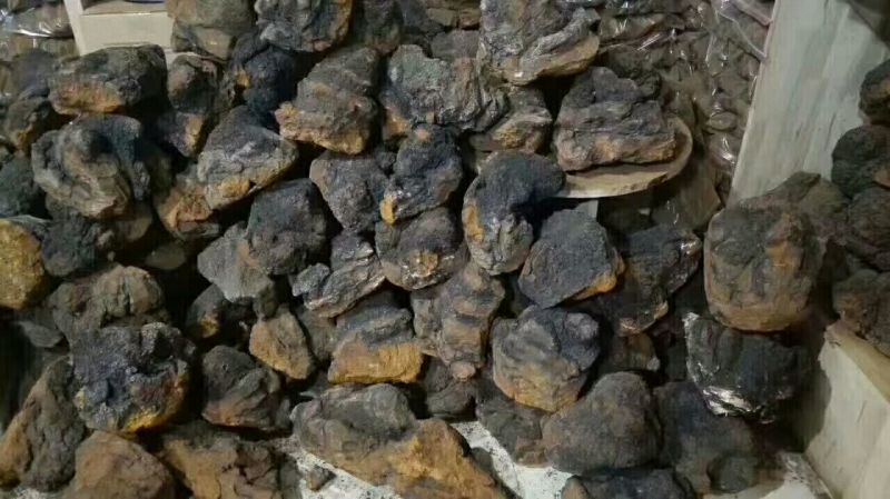 白桦茸