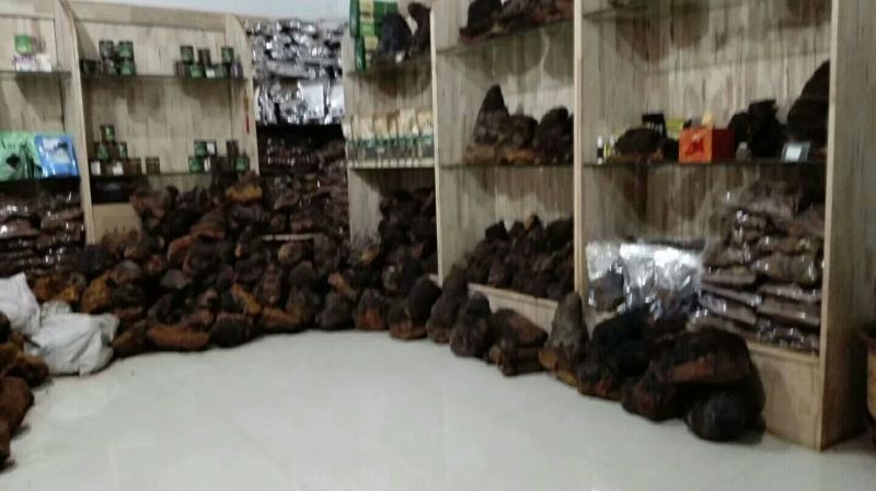 白桦茸