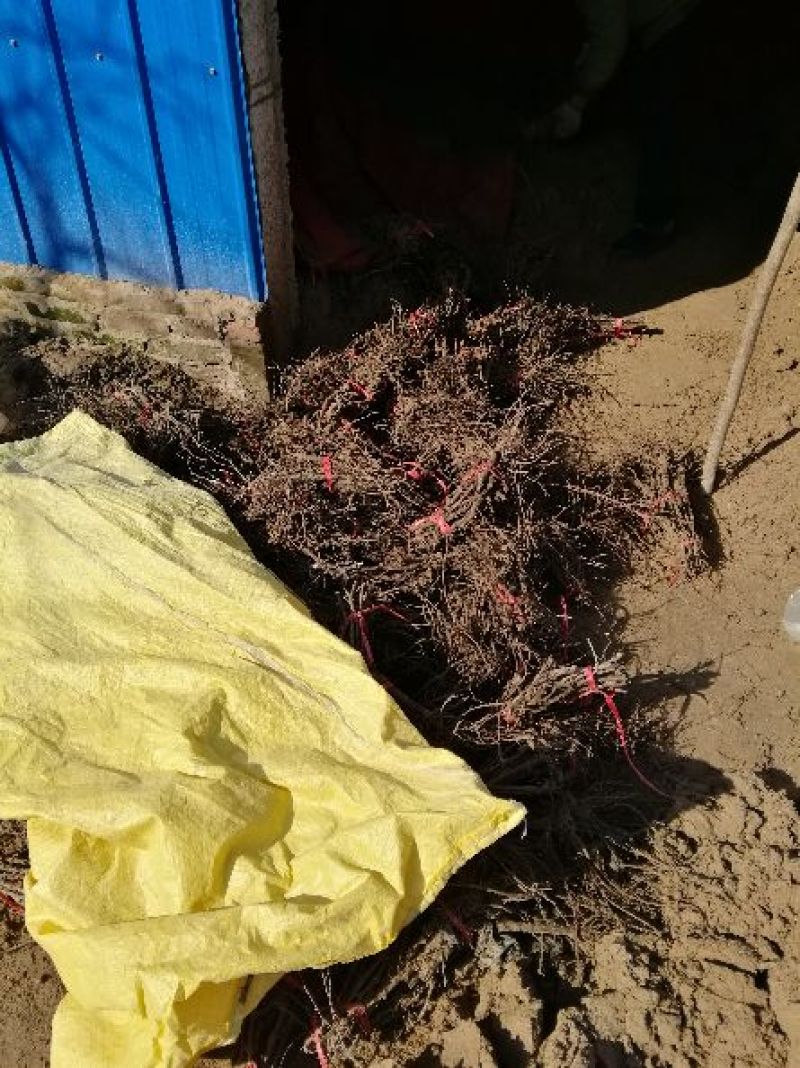 葡萄苗阳光玫瑰甜蜜蓝宝石夏黑户太八号等等