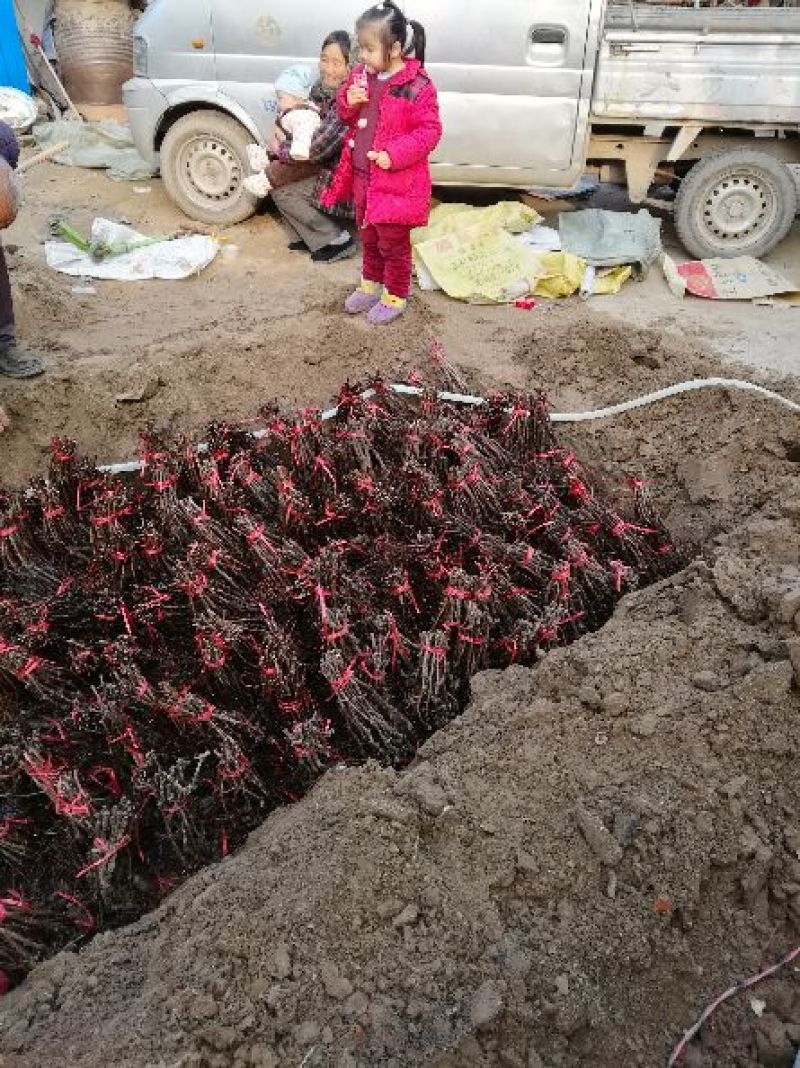 葡萄苗阳光玫瑰甜蜜蓝宝石夏黑户太八号等等