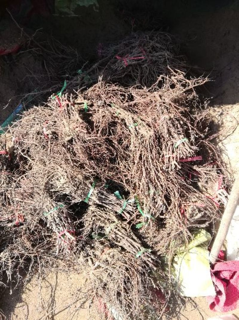 葡萄苗阳光玫瑰甜蜜蓝宝石夏黑户太八号等等