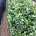 茶花苗100cm，当年种植可开花，农户直销。