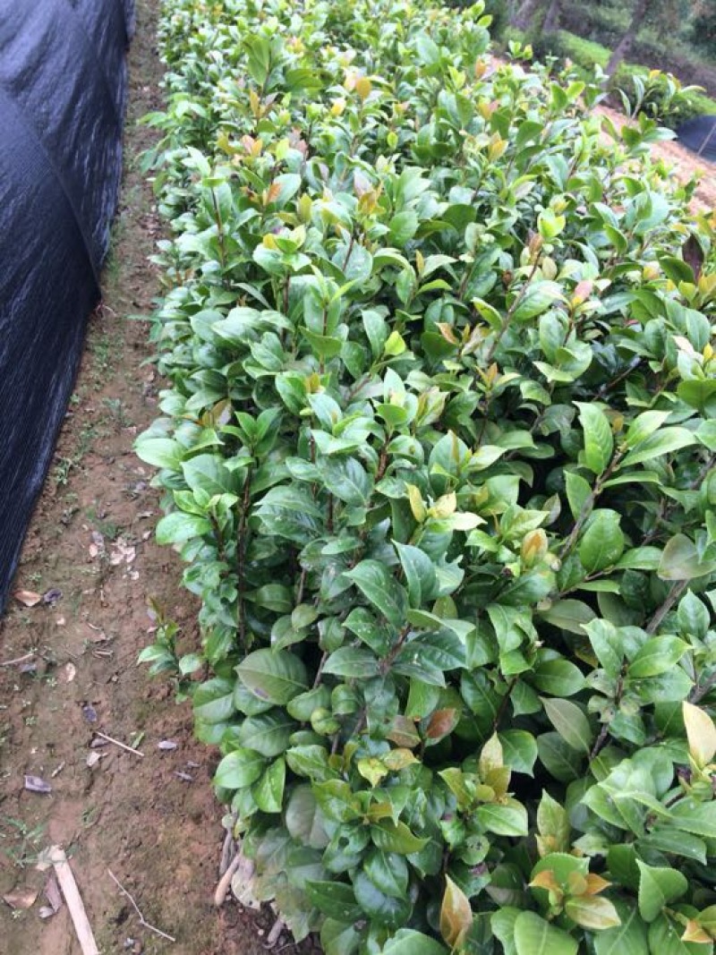 茶花苗100cm，当年种植可开花，农户直销。