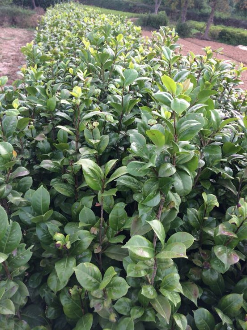 茶花苗100cm，当年种植可开花，农户直销。