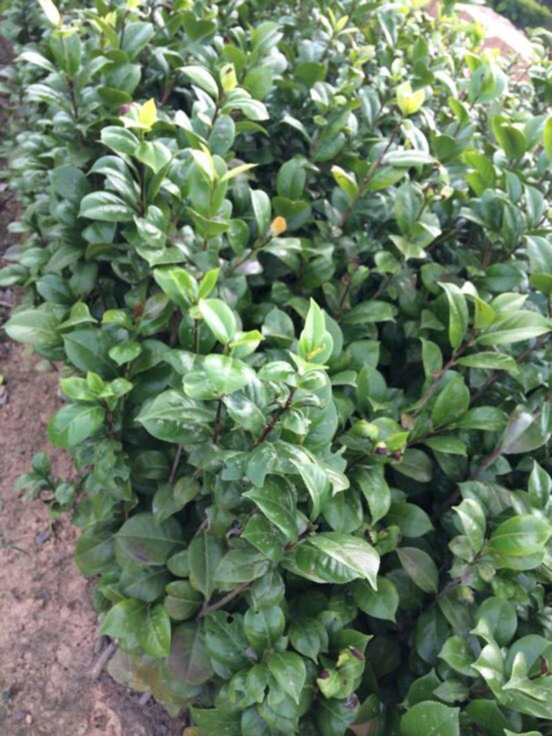 茶花苗100cm，当年种植可开花，农户直销。