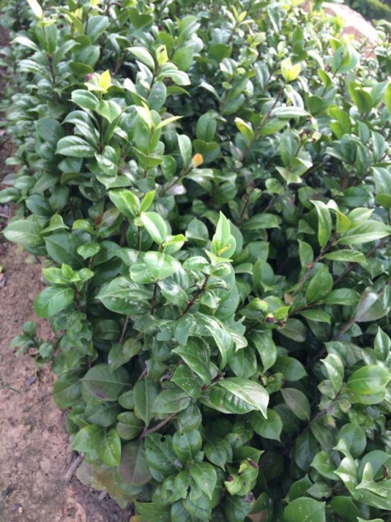 茶花苗100cm，当年种植可开花，农户直销。