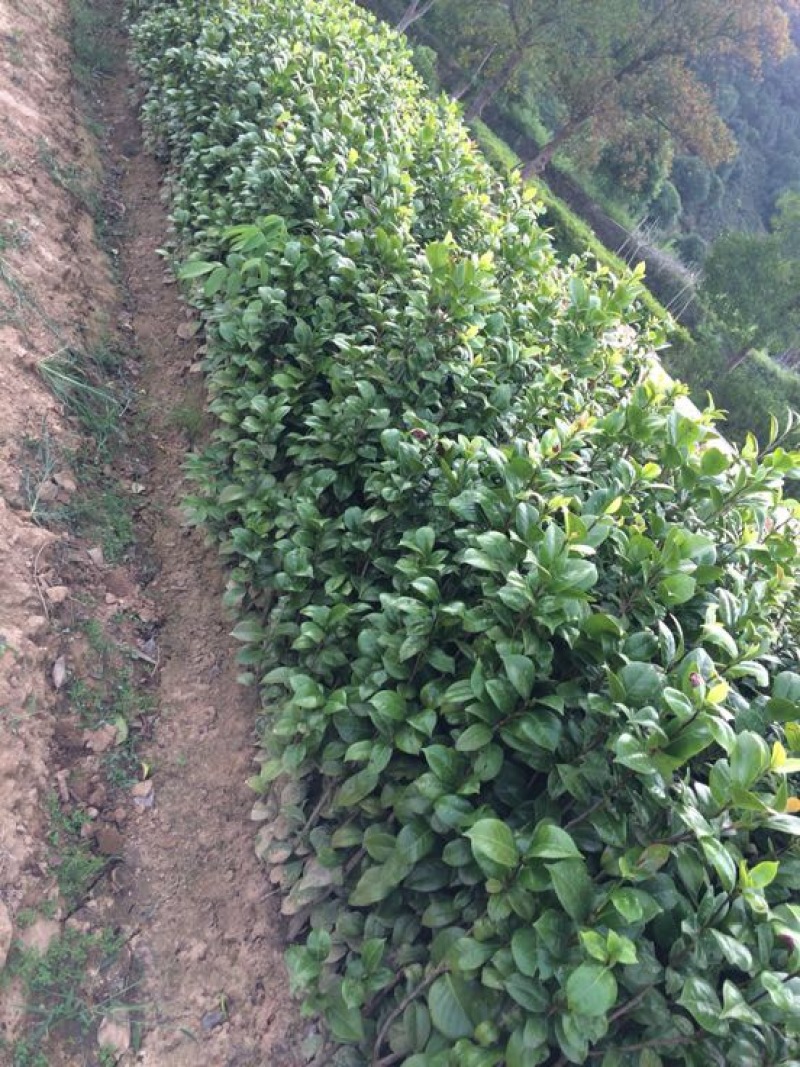茶花苗100cm，当年种植可开花，农户直销。