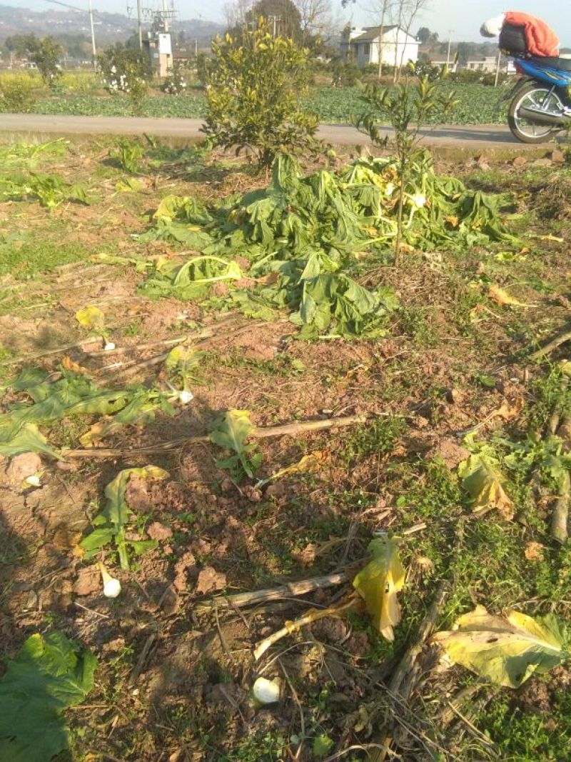 榨菜3两以上
