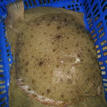 多宝鱼食用活鱼
