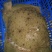 多宝鱼食用活鱼