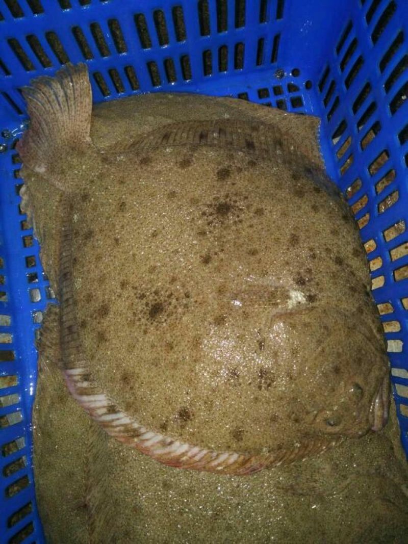 多宝鱼食用活鱼