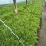 苦菊10~12cm