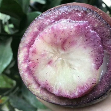 牛奶果3~6两一级果