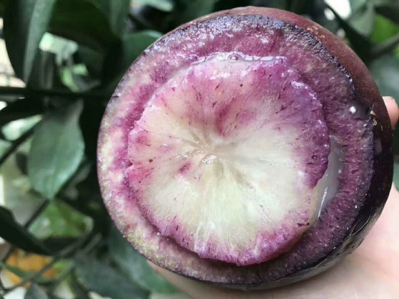 牛奶果3~6两一级果