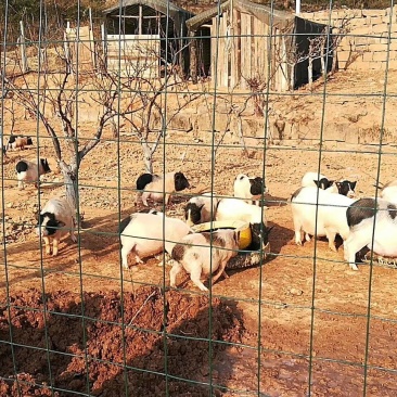 巴马香猪母