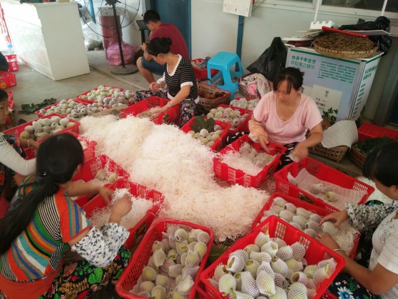 无花果70~80g