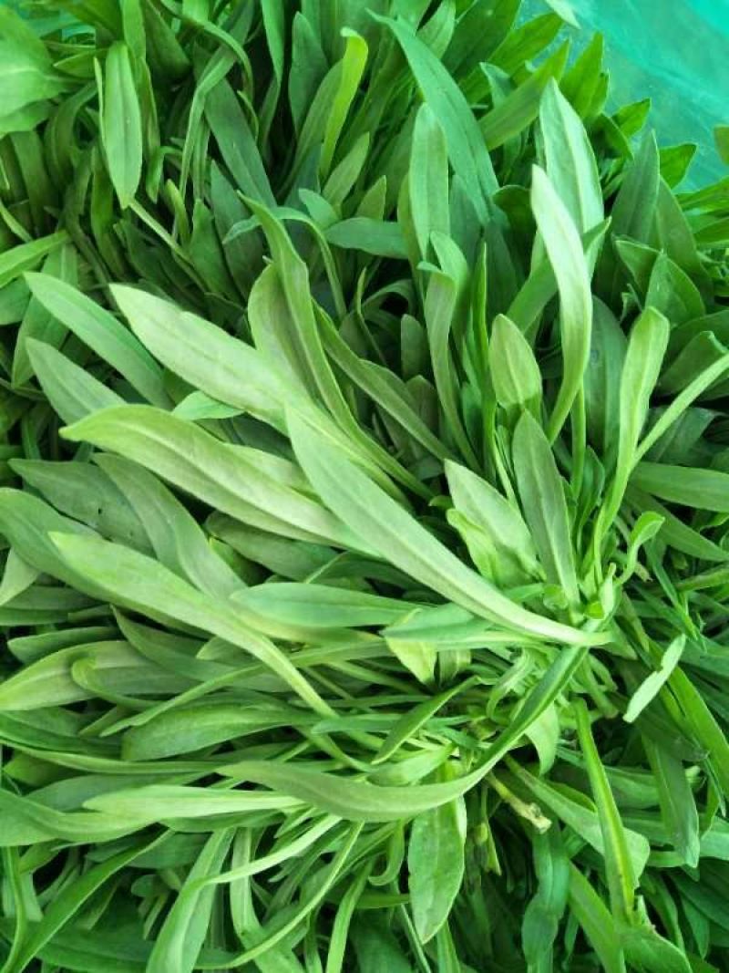 面条菜10cm以下精品包装！送礼佳品！欢迎订购！