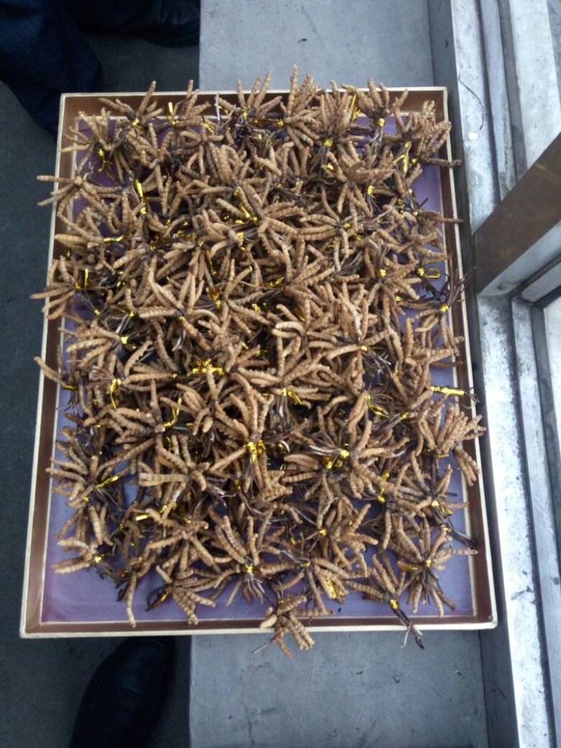 冬虫夏草礼盒装