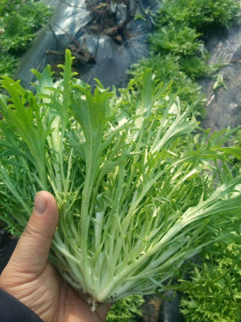 苦菊15~20cm