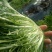 苦菊15~20cm