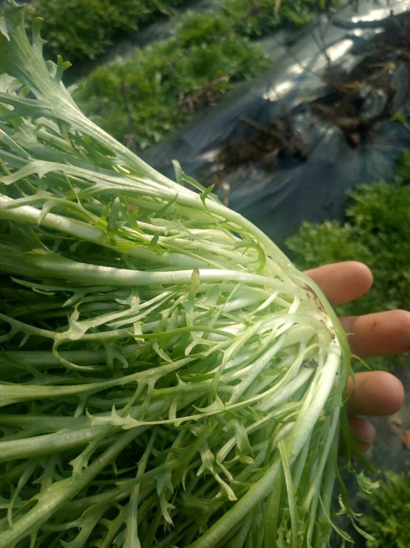 苦菊15~20cm