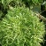 苦菊15~20cm