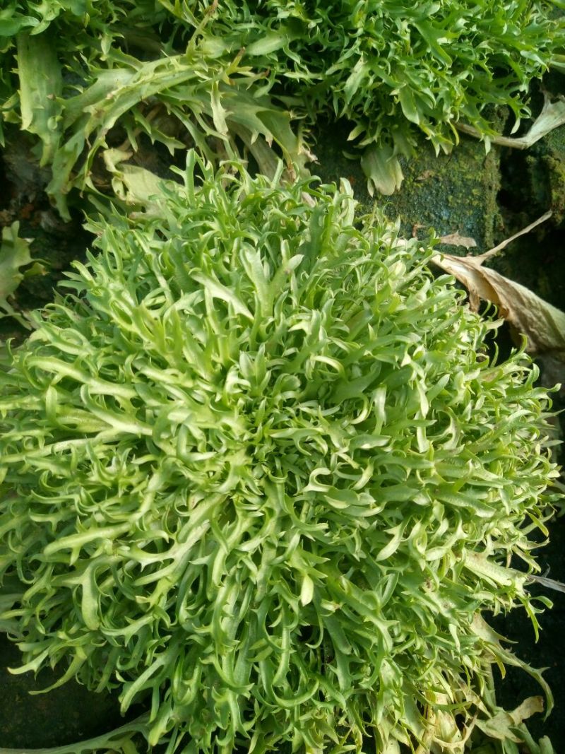 苦菊15~20cm