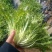 苦菊15~20cm