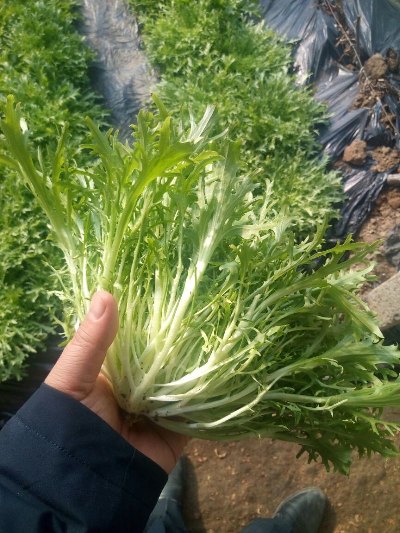 苦菊15~20cm