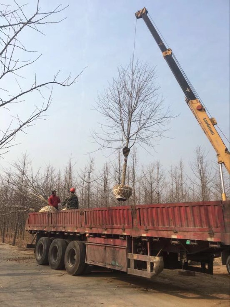 美国红枫15公分