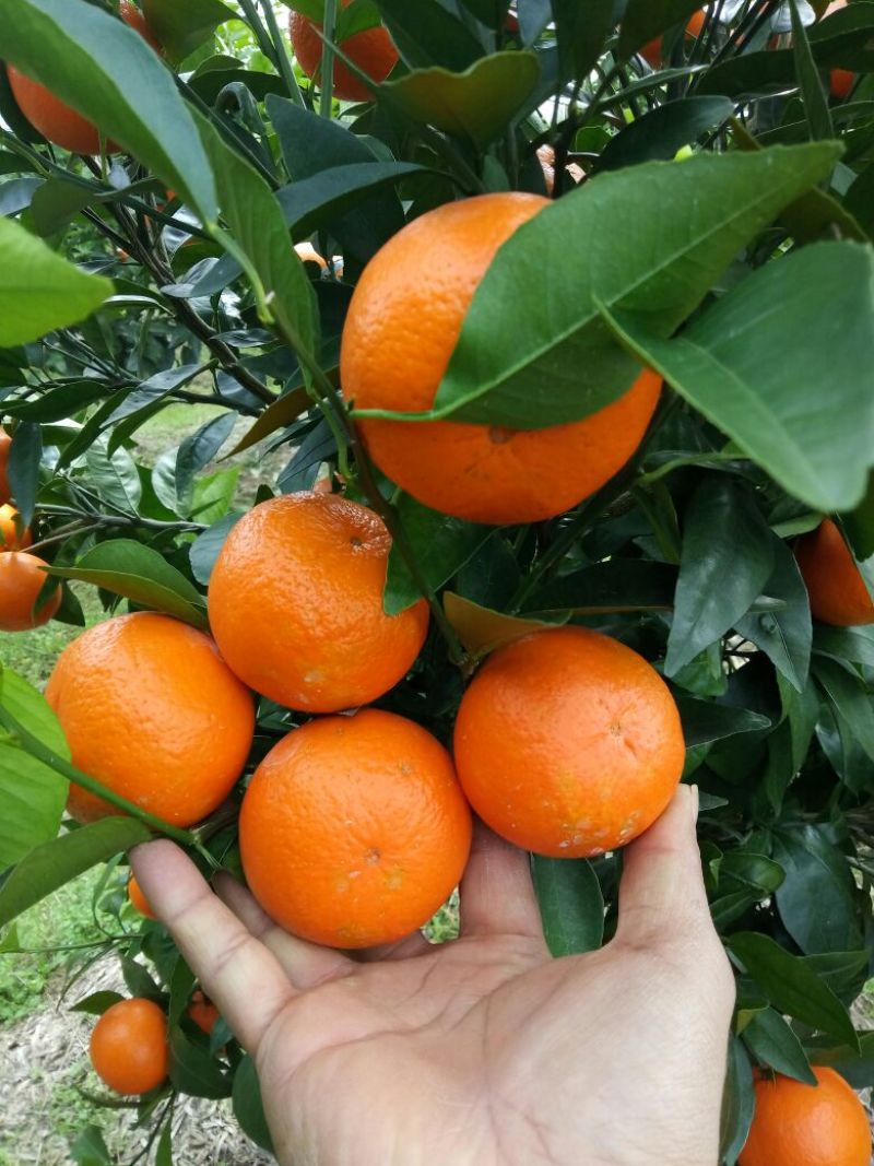 沃柑苗无溃疡苗子青秀免费提供种植技术支持
