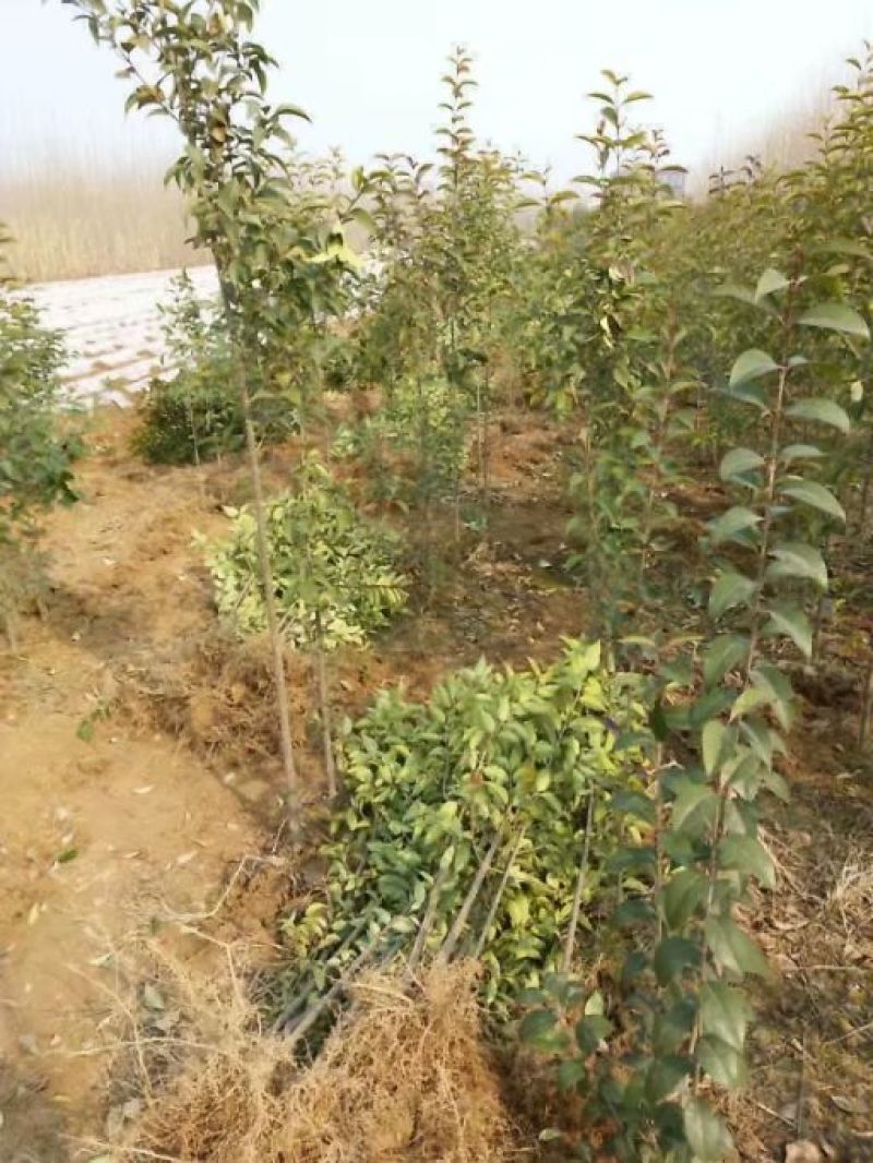 大叶女贞规格齐全河南货源1-15公分供应