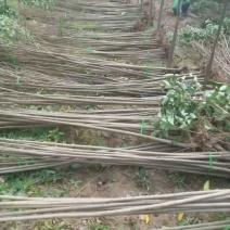 大叶女贞苗河南大叶女贞基地直供规格齐全